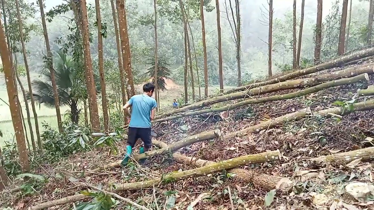 KHAI THÁC GỖ KEO- DÂN TỘC TÀY ĐỘNG BẮC.