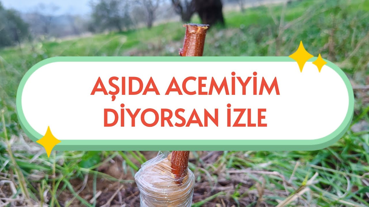 AŞI YAPMAYA YENİ BAŞLAYANLAR İÇİN BASİT ANLATIM #keşfet #grafting