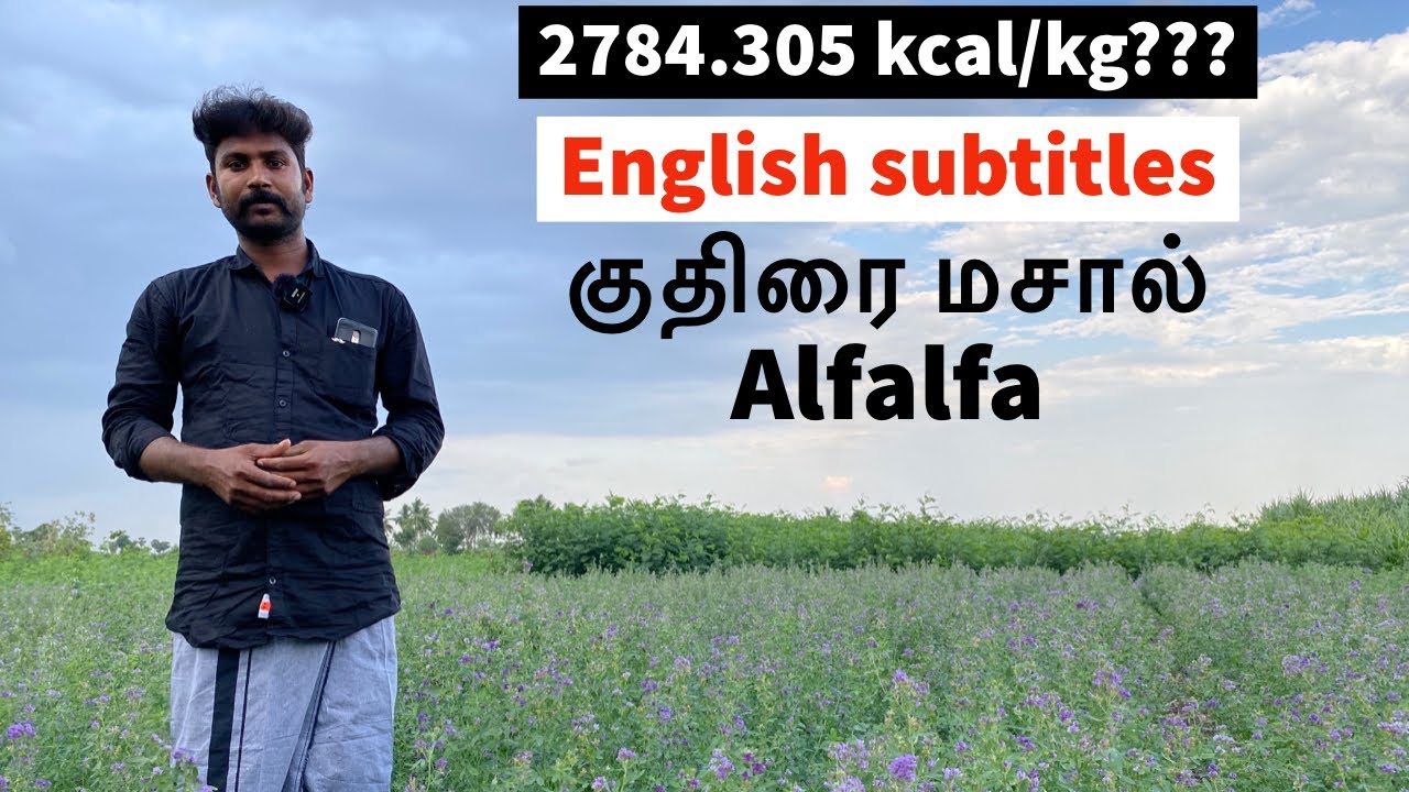 Alfalfa Green/dry/silage | How to grow Alfalfa/Kuthiraimasal | Alfalfa fodder in Tamil