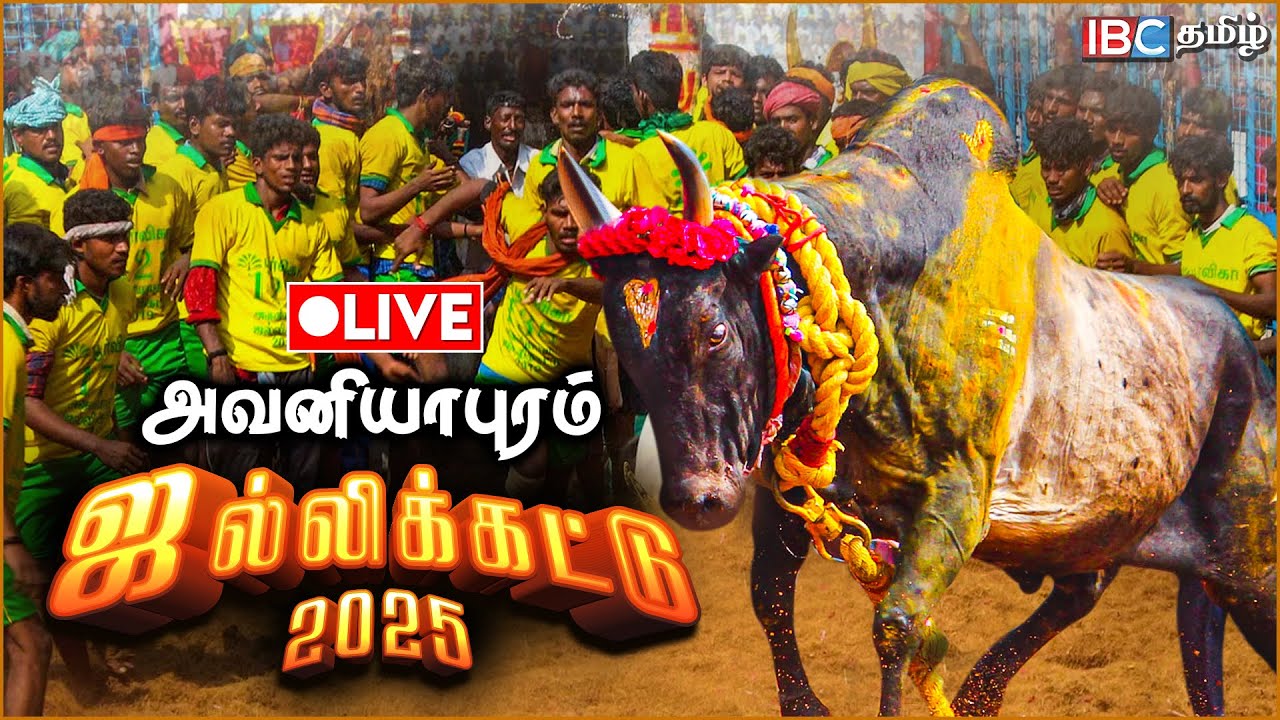 🔴LIVE : அவனியாபுரம் ஜல்லிக்கட்டு | Jallikattu 2025 | Avaniyapuram Jallikattu | Madurai | IBC TAMIL