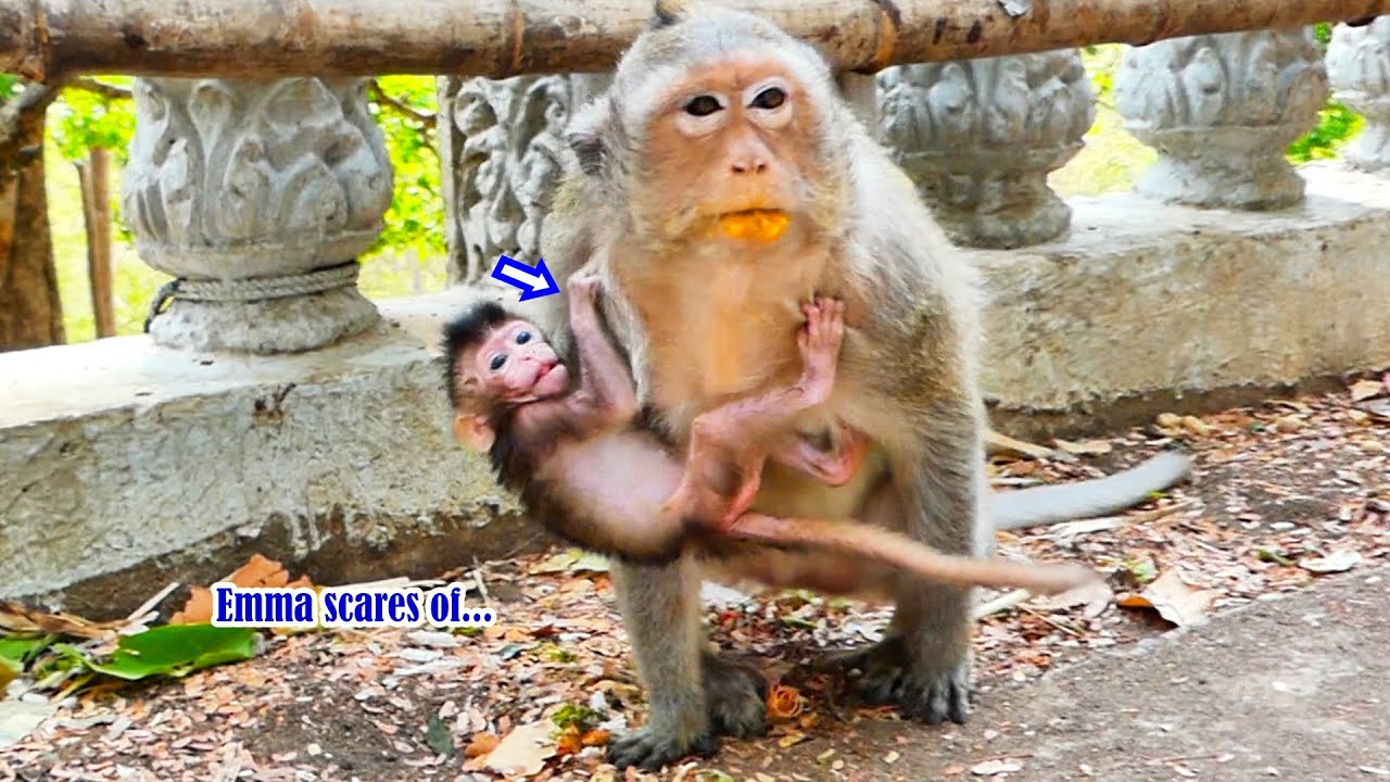 Mommy Emila is Fast-moving without holding tiny baby monkey Emma, baby is scared with fun face