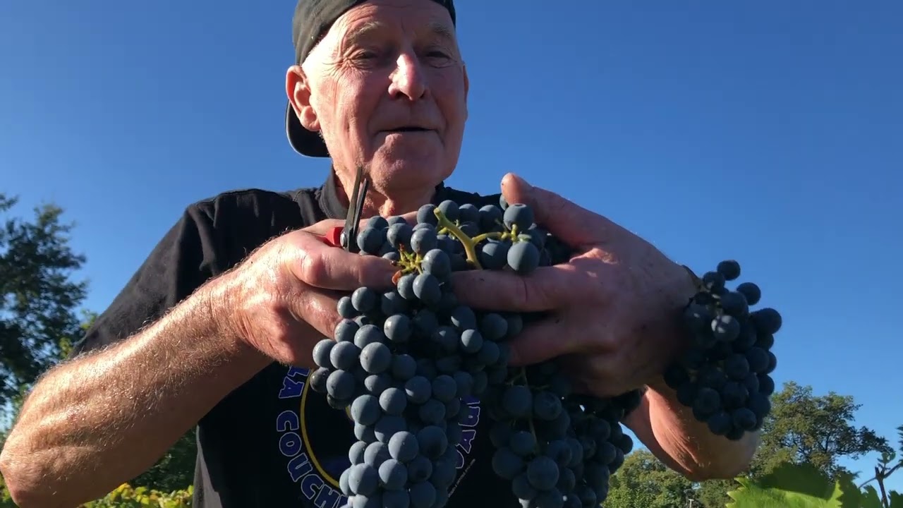 Vendanges 2023. Comment fait-on du vin? Comment fait-on du pineau?
