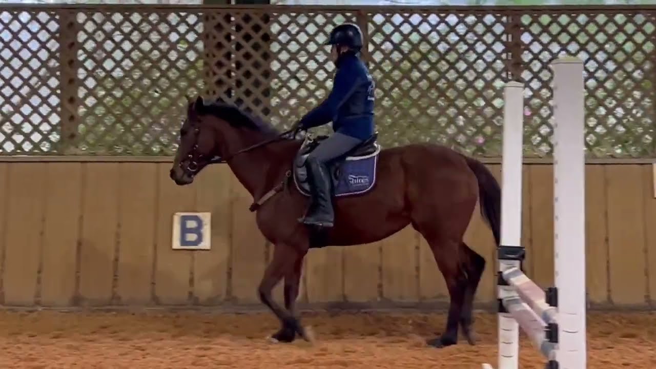 LANDWOMAN'S GIFT (w/t/c) - Adoptable Thoroughbred Mare - New Vocations Racehorse Adoption Program