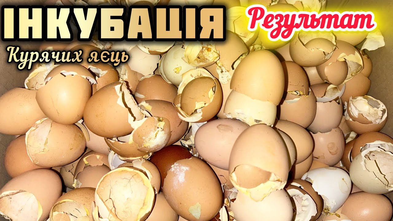 Інкубація курячих яєць🐣Який результат в інкубаторі без моєї участі⁉️