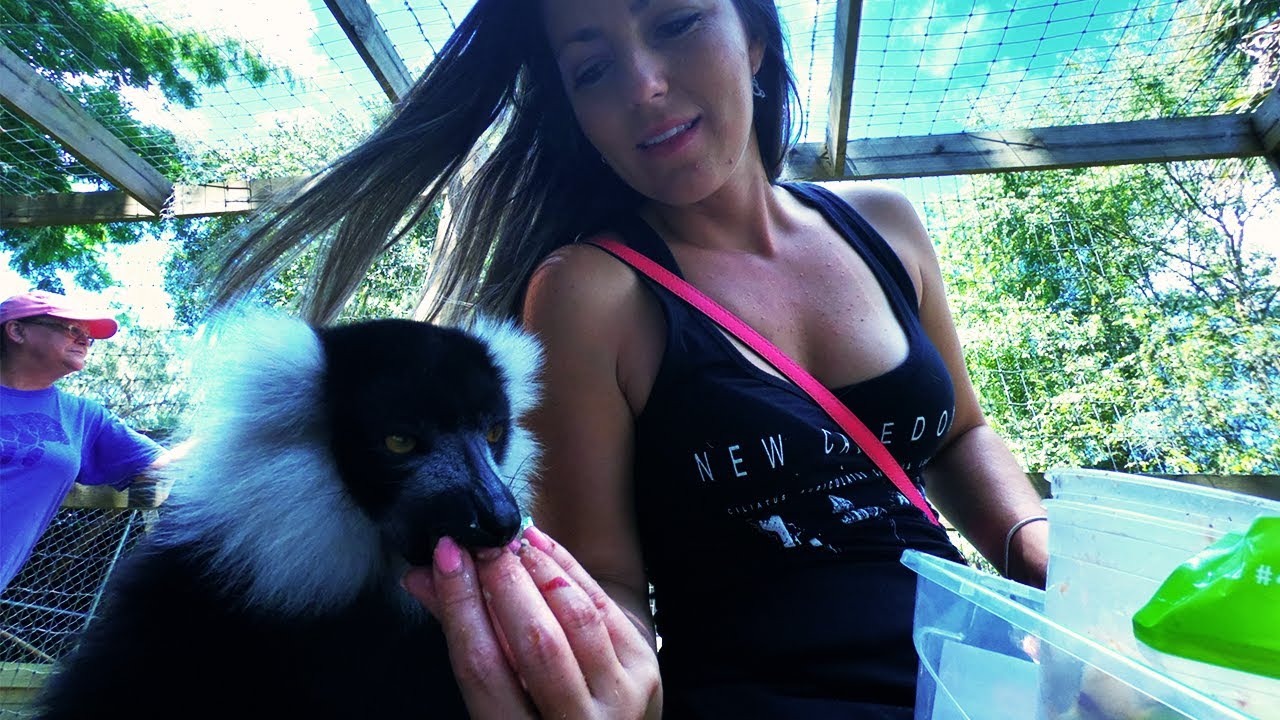 Chase Animal Rescue Sanctuary Tour - Feeding Lemurs , Baby Racoons , Opossums - Florida Travel Vlog