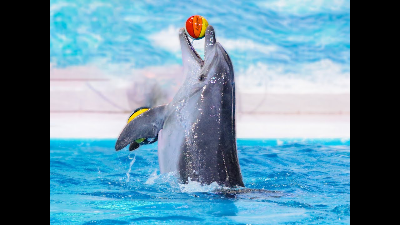 احلى تجربة عرض دلافين بدبي Dolphinarium show