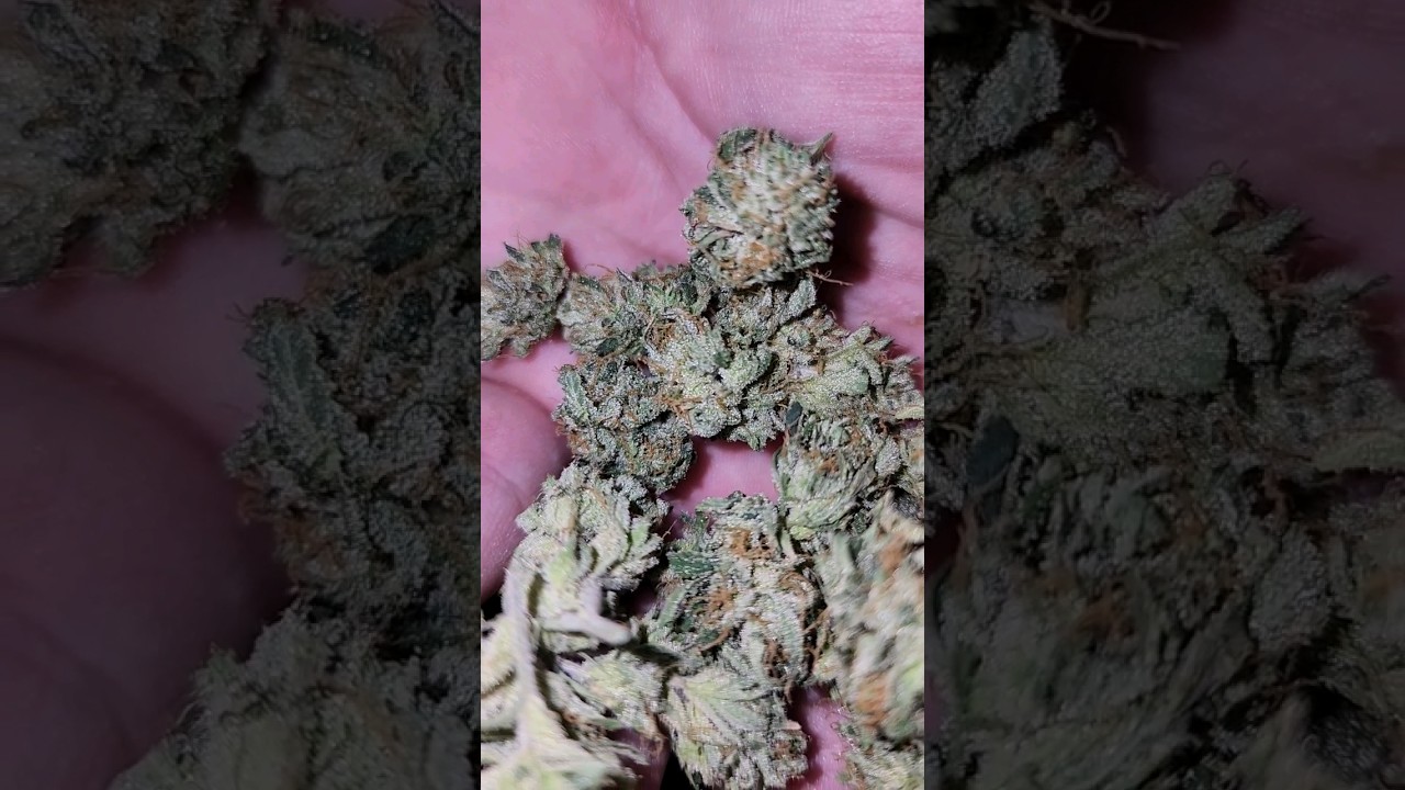 Gorilla Glue #4 x Candy Rain Cured #shorts