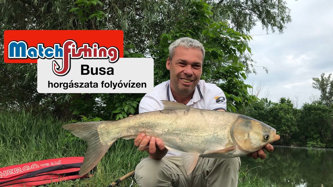 Busa horgászata folyóvízen