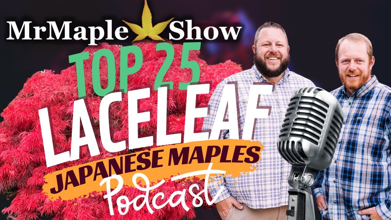 Top 25 Laceleaf Japanese Maples | MrMaple Podcast #27 | Home & Garden Design Ideas