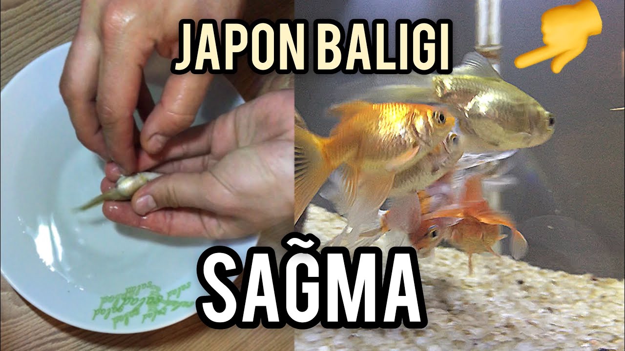 JAPON BALIĞI SAĞMA - YUMURTA DÖKME