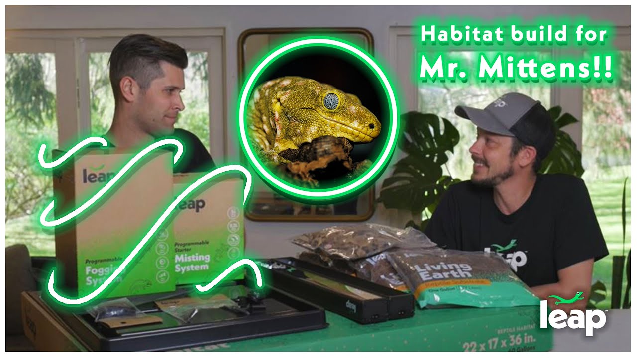 Leap FULL SETUP HABITAT BUILD for Mr. Mittens! (Rhacodactylus leachianus)