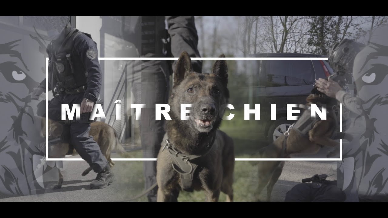 METIER MAITRE CHIEN POLICE NATIONALE #reportage