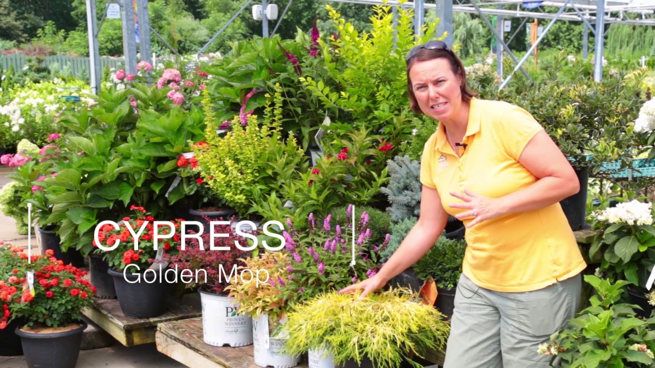 PETITTI Deer Resistant Shrubs