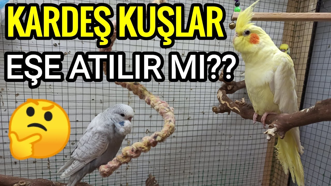 KARDEŞ KUŞLAR ÇİFTLEŞTİRİLİR Mİ ?? 🤔🤔