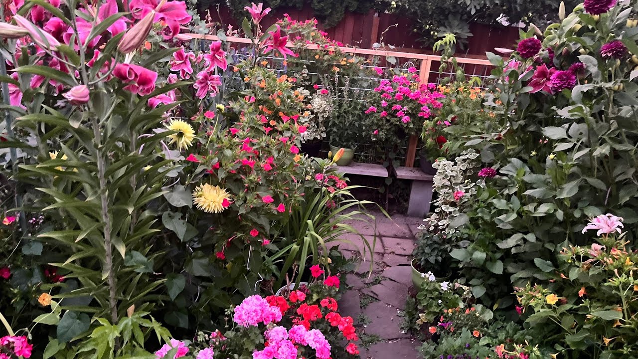 Tour por mi jardín en otoño 