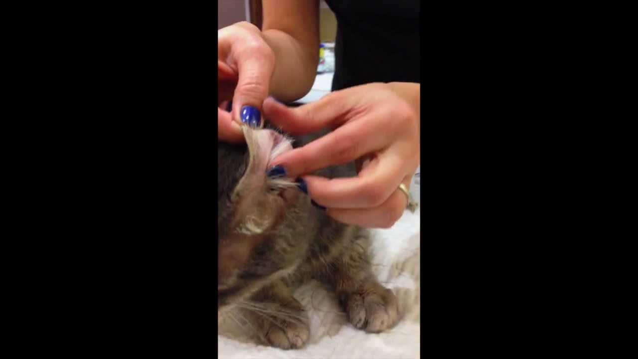 Checking Blood Glucose Levels on Your Pet