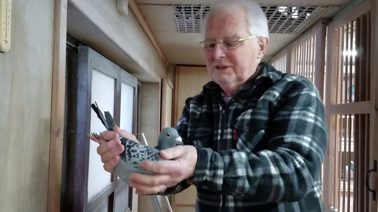 C. B. and C. Harris Pigeons - a look at our long distance birds for 2020 and beyond