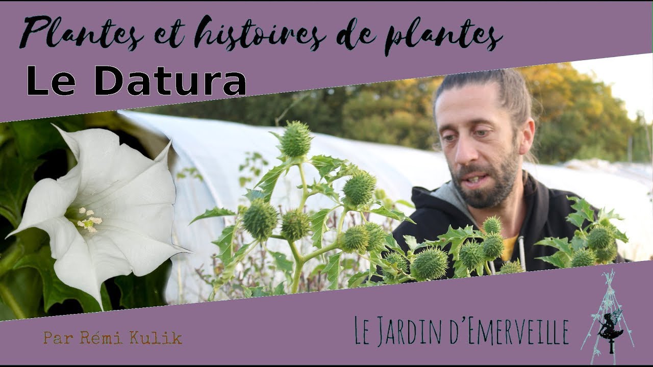 Le Datura