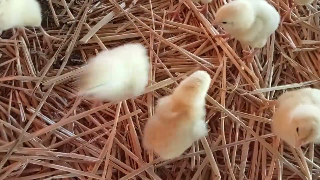 #مرحلة الحضانة🐣🐥🐤