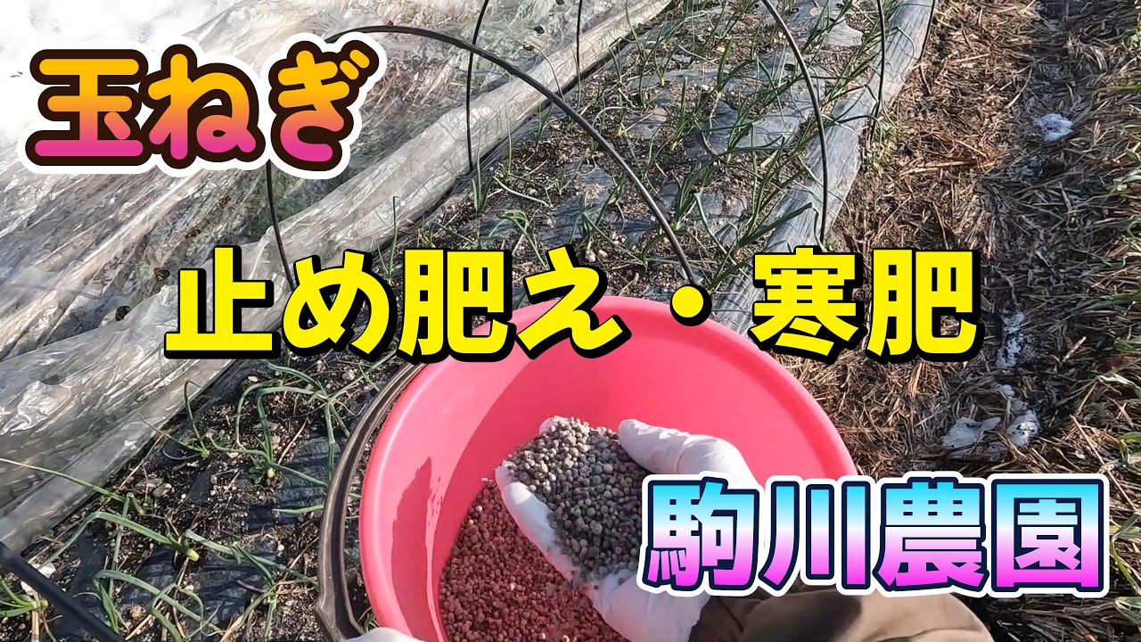 玉ねぎ　止め肥え・寒肥　駒川農園　26.2.13