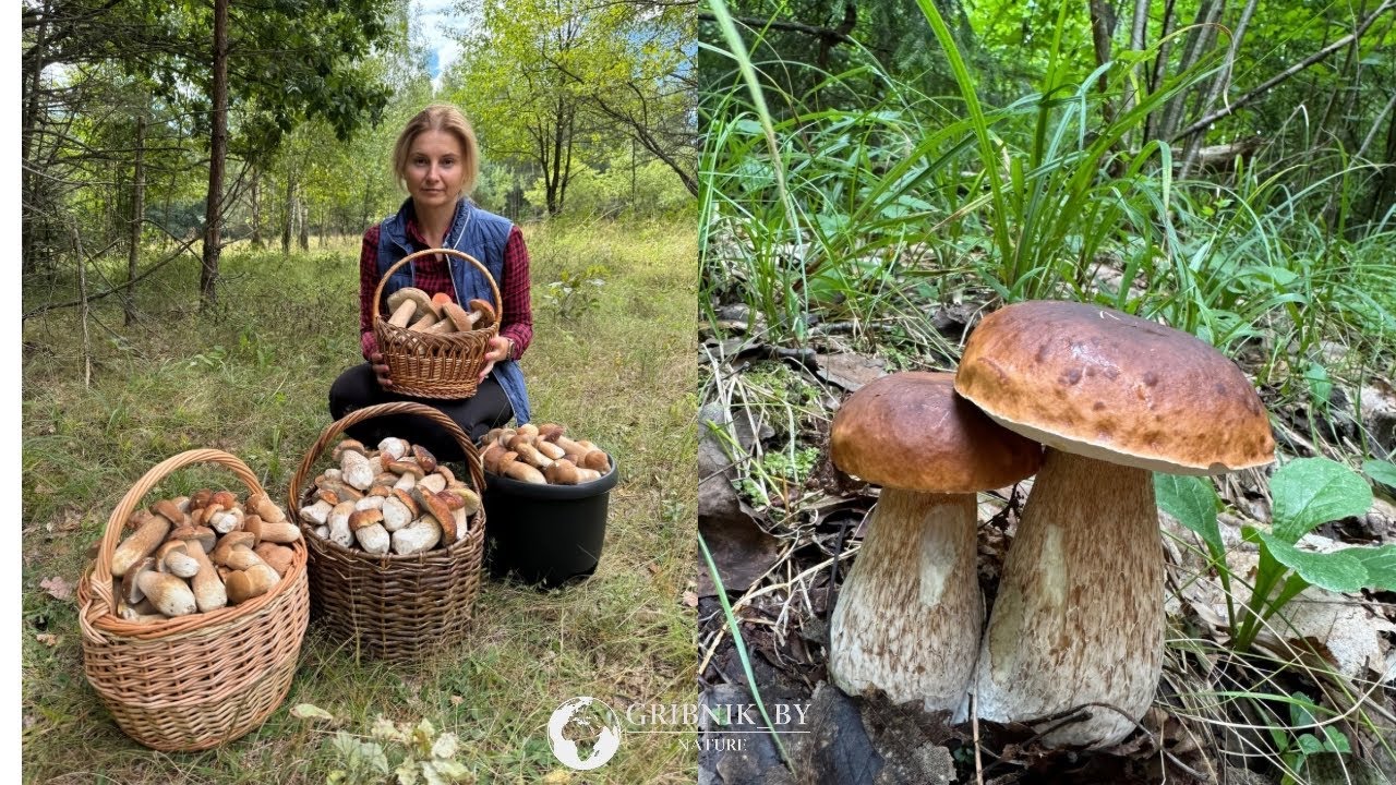 ЗАЧЕМ ВАМ СТОЛЬКО ГРИБОВ???