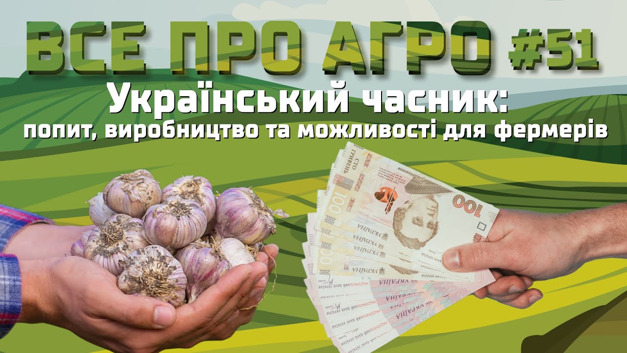 Український часник: попит, виробництво та можливості для фермерів | Все про агро #51