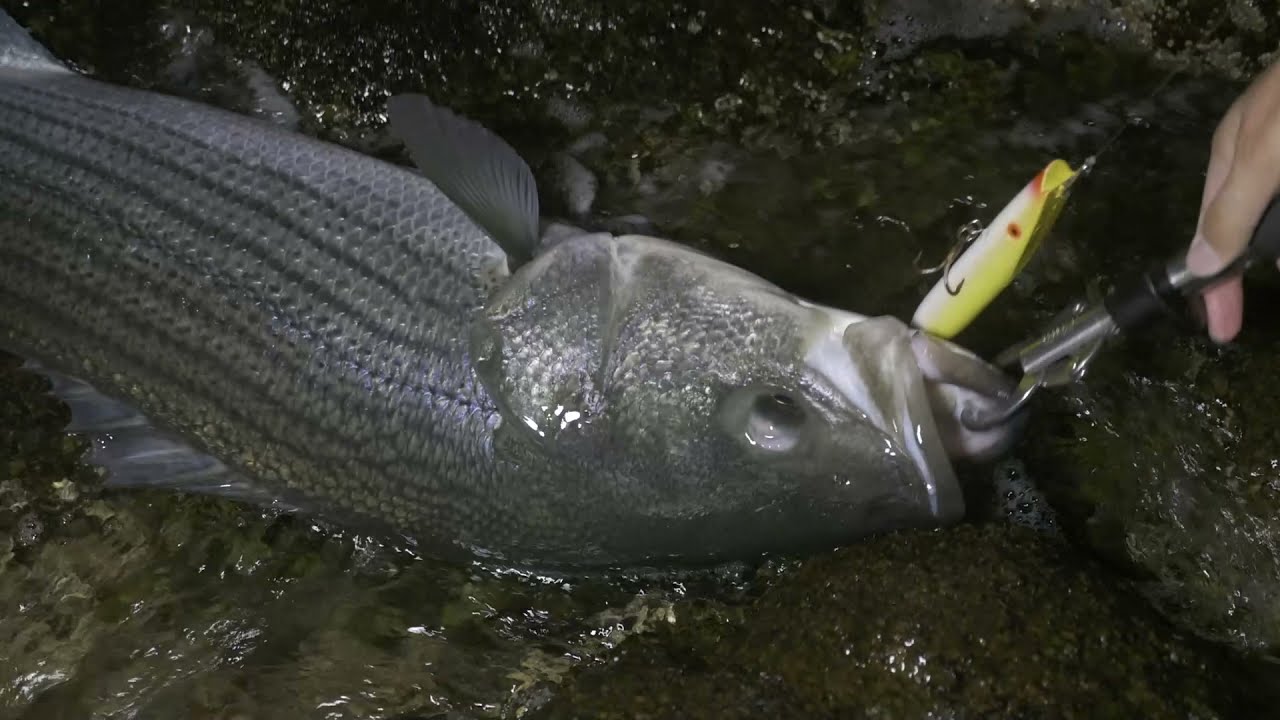 How To Fish a Darter