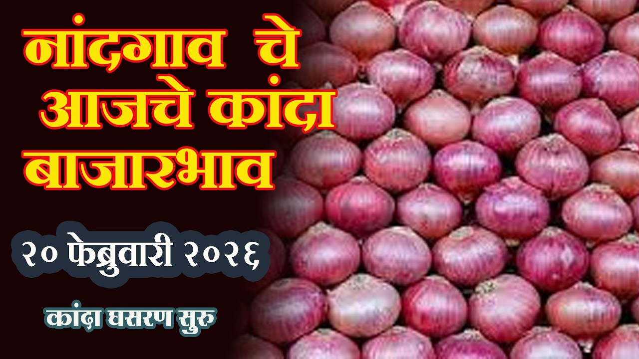 नांदगाव Nandgaon Market Onion Rates: कांदा बाजार भाव 18 February 2026 #vegwansheti
