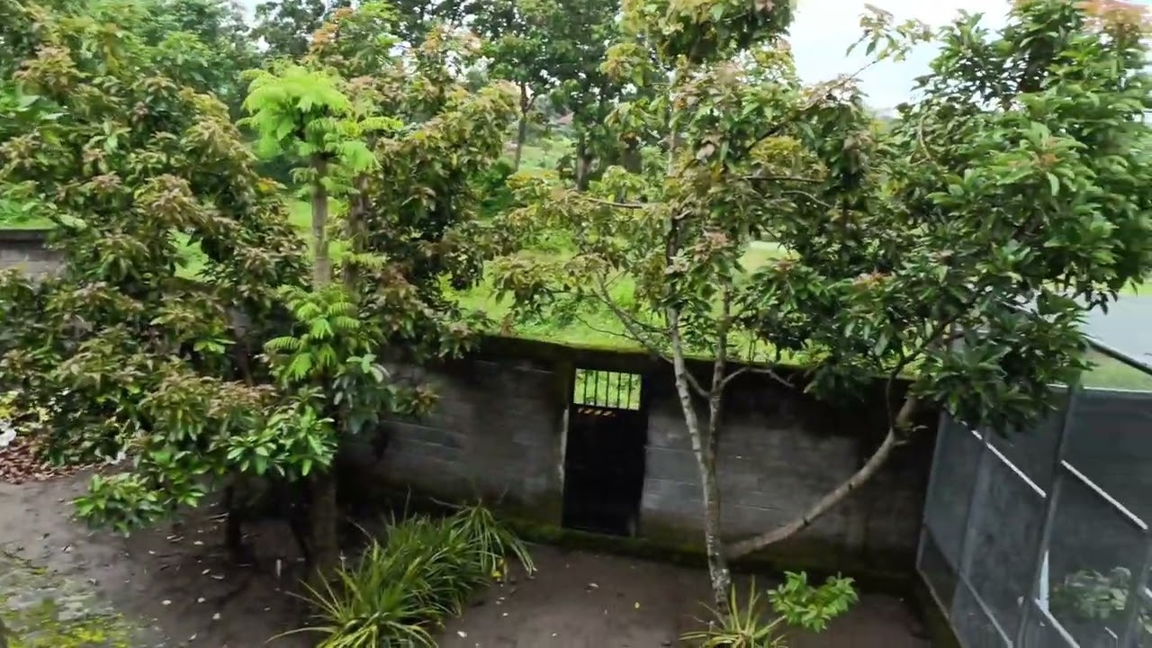 @masali_chanel pembuatan kandang ayam dan aviary 