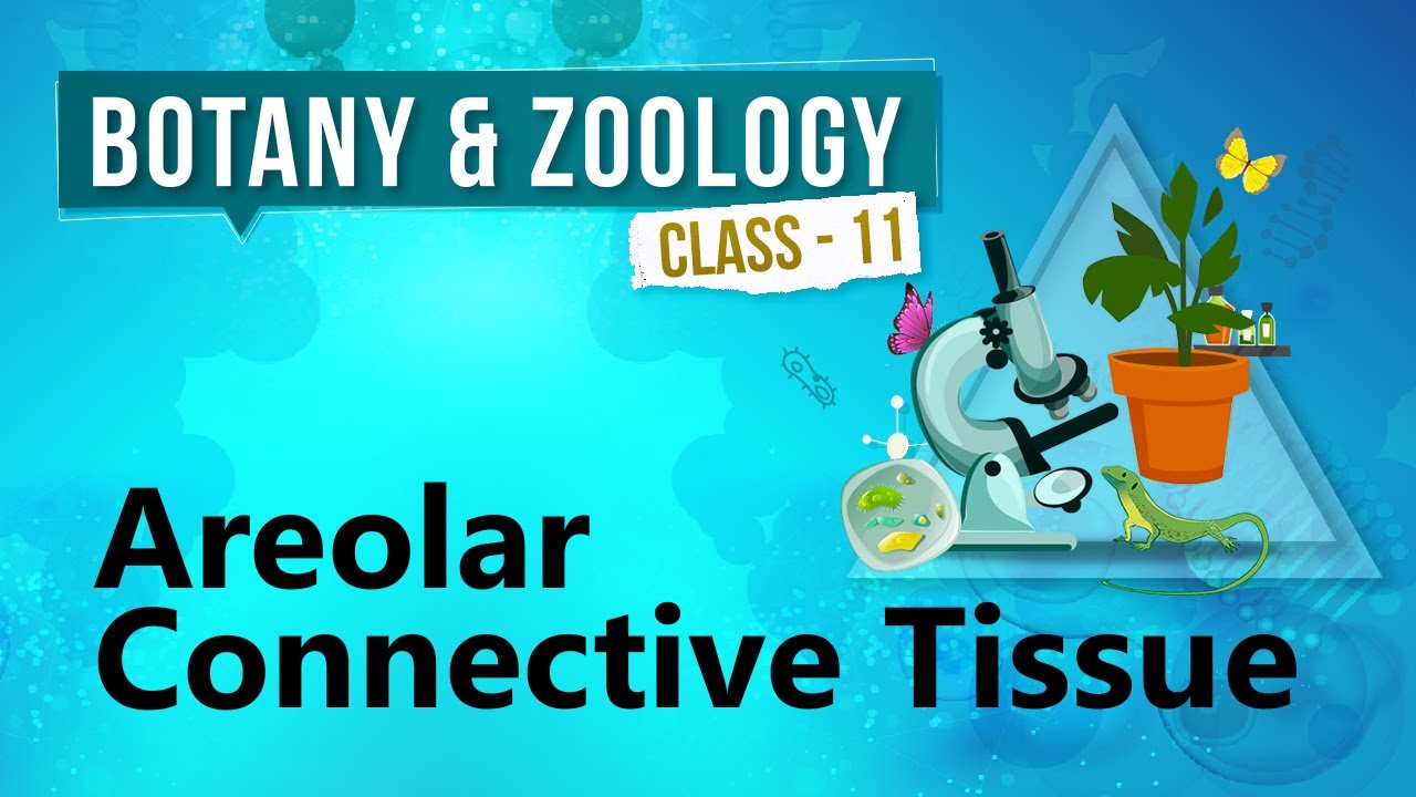 Areolar Connective Tissue - Study of Animal Tissue - Biology Class 11
