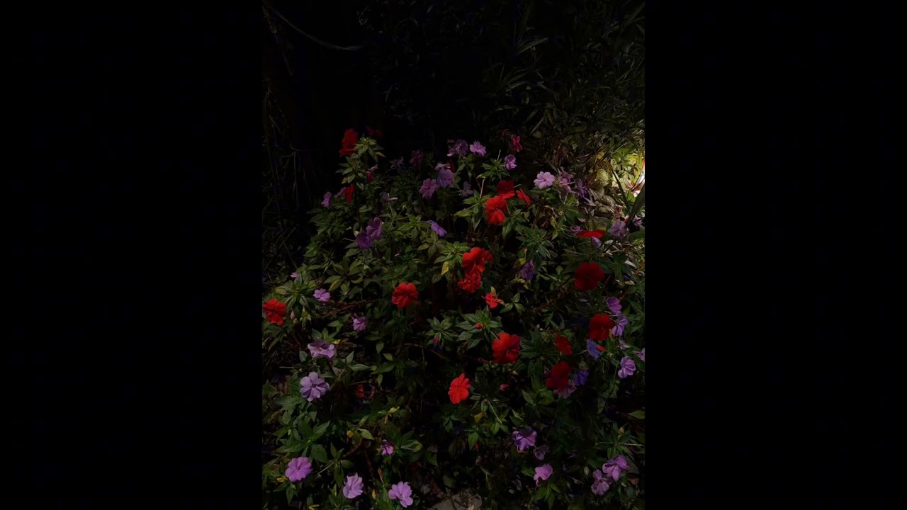 【 花仙子 】-GOAT ft GZ Coffee9ine Clouiz GAS