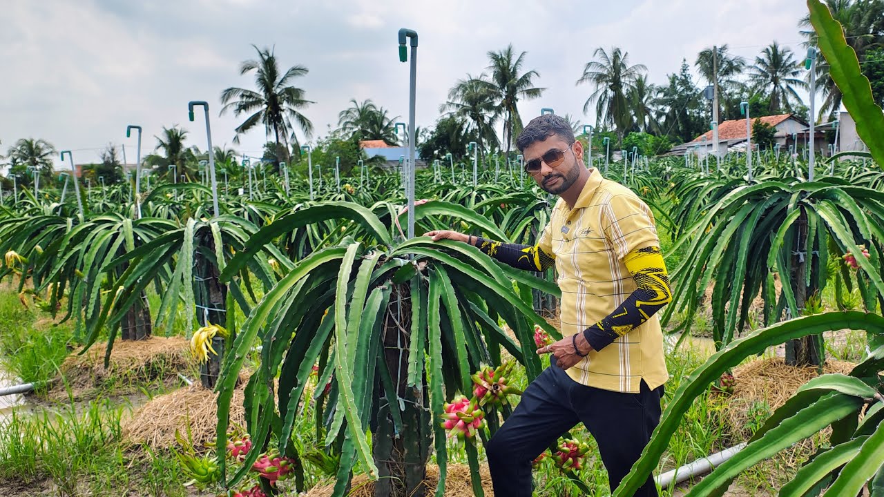 Best High tech Dragon Fruit Farm in Vietnam|WhatsApp 8571930967