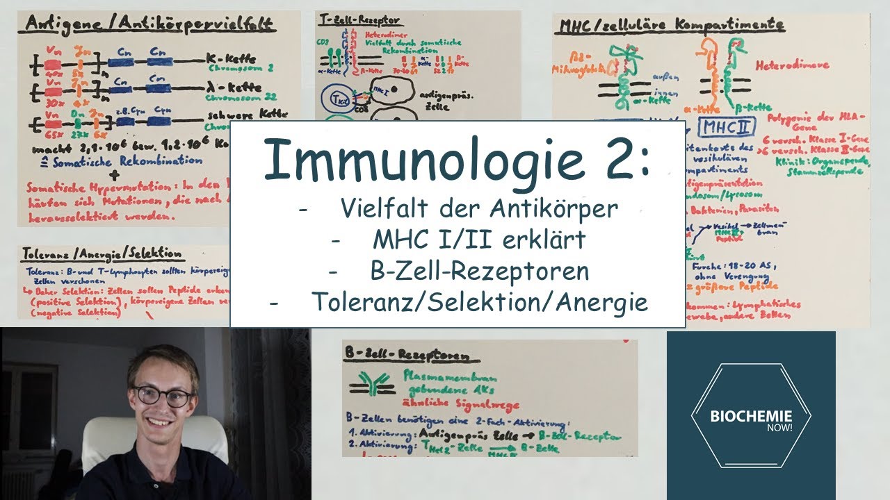 ERWORBENE ABWEHR: MHC, ANTIK&Ouml;RPERVIELFALT, B/T-ZELLSELEKTION - BiochemieNow (Immunologische Reihe 2)