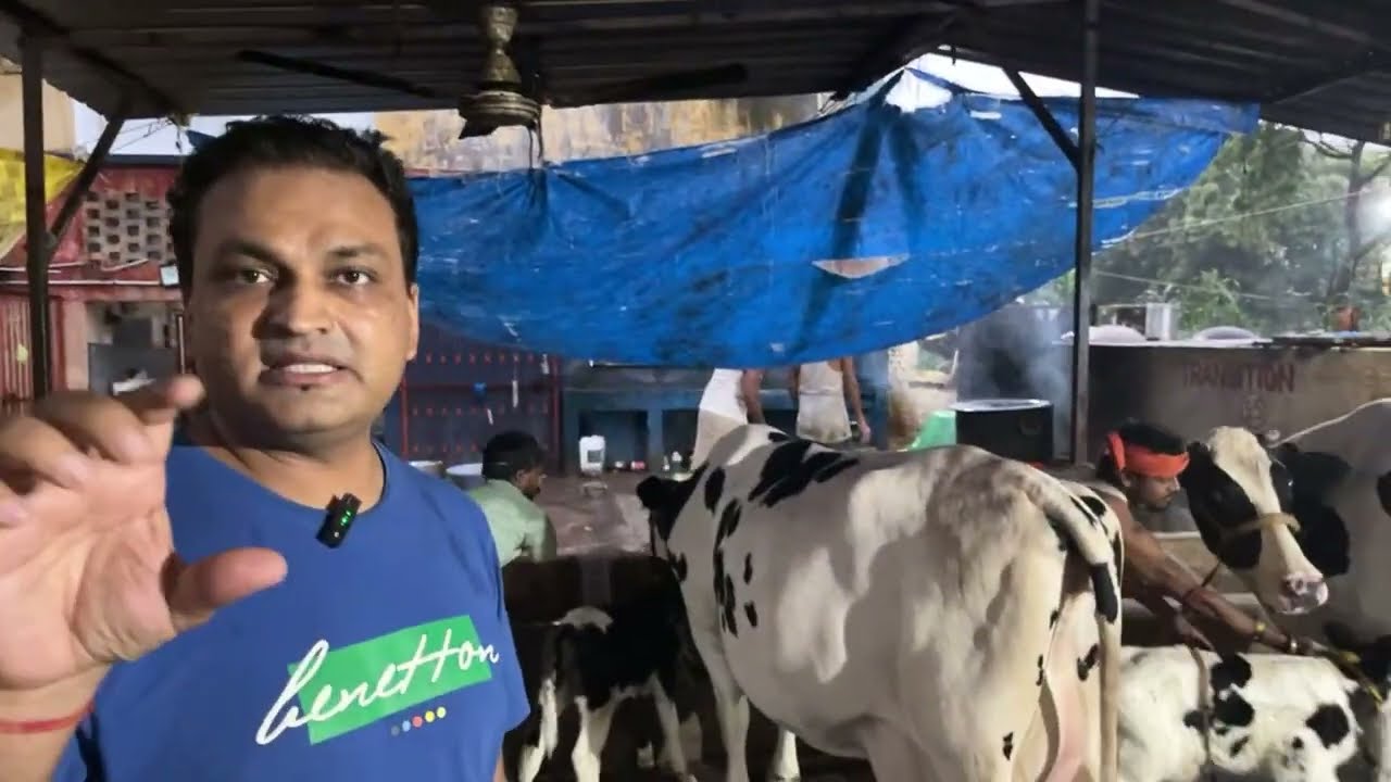 Live Milking @TDM dairy farm