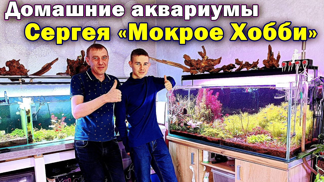 Домашние аквариумы травники Сергея 