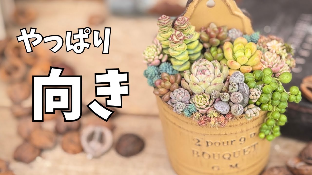 やっぱり向き｜深さのある器の寄せ植え
