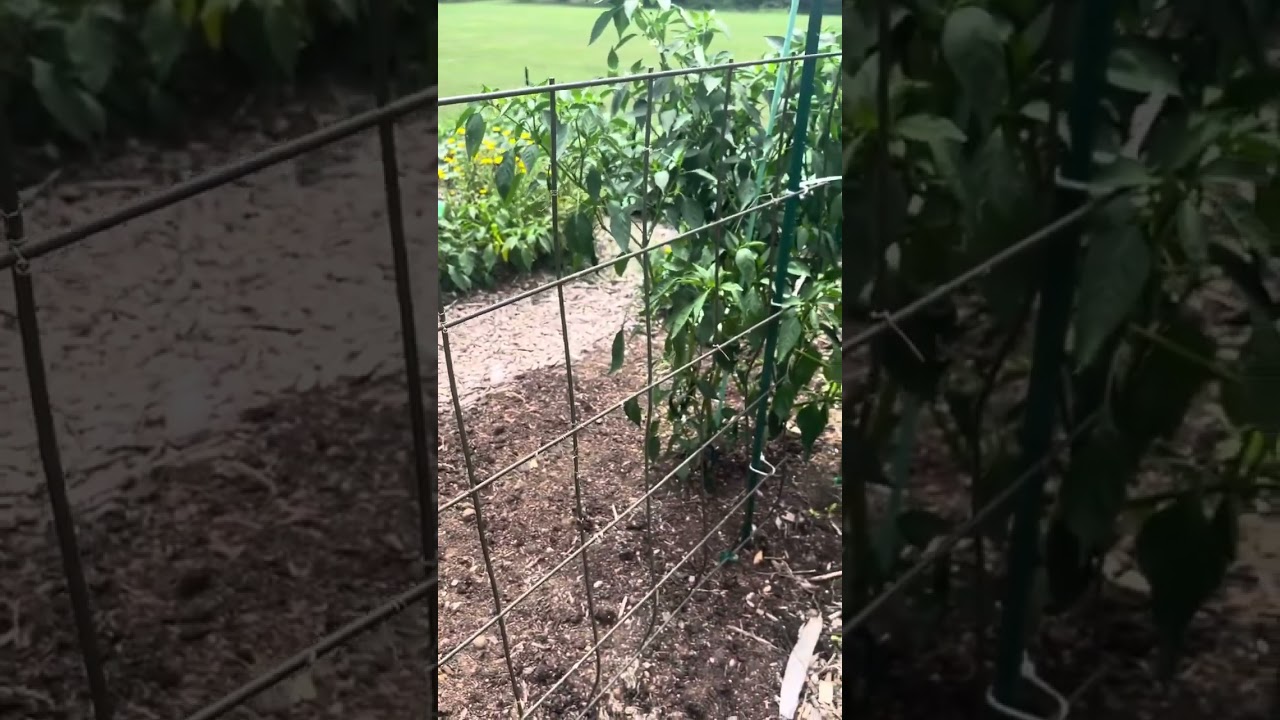 Grow poblano peppers! #gardening #peppers #growpeppers #poblanopeppers #summergarden