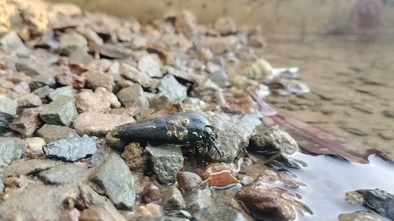 Let's see the beautiful sea snails 