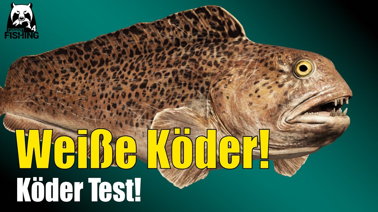 Russian Fishing 4 - Nordmeer - Gefelckter Seewolf auf weiße Köder #rf4 #russianfishing4