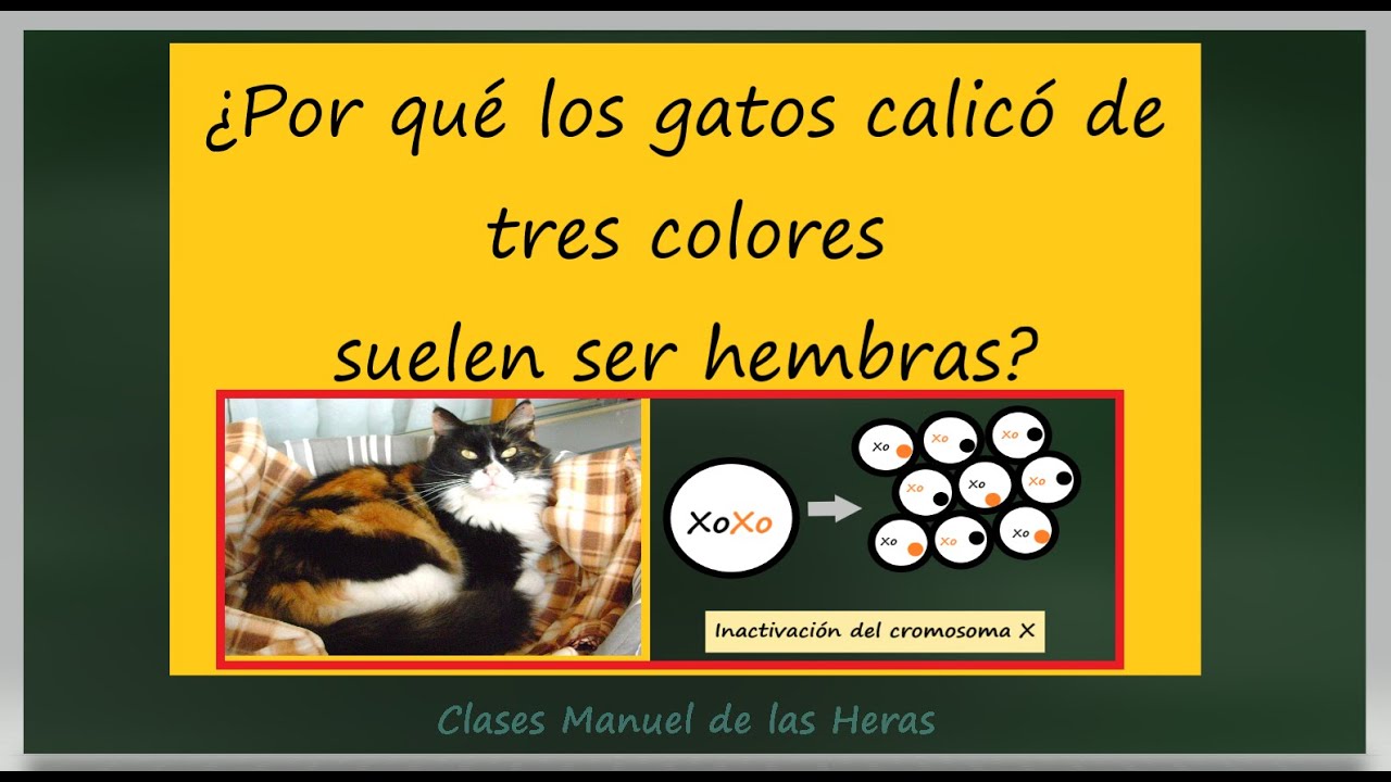 Inactivación del Cromosoma X. Corpúsculo de Barr y Gatas de Tres Colores. Curiosidades Genética.