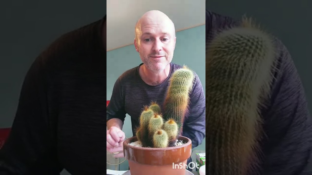 cactus care. Notocactus leninghausii. 2022年6月19日