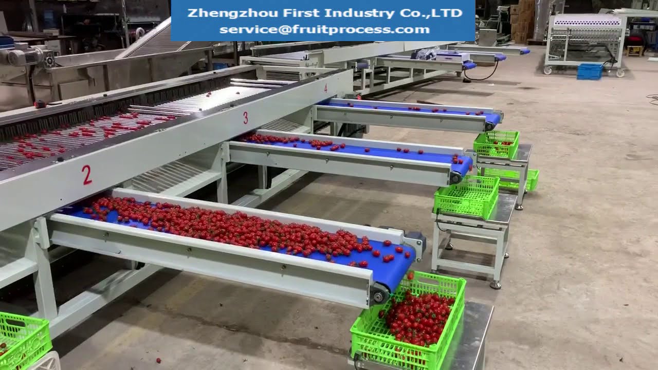 Cherry tomato processing- Semi automatic grading weighing machine, small tomato sorting equipment