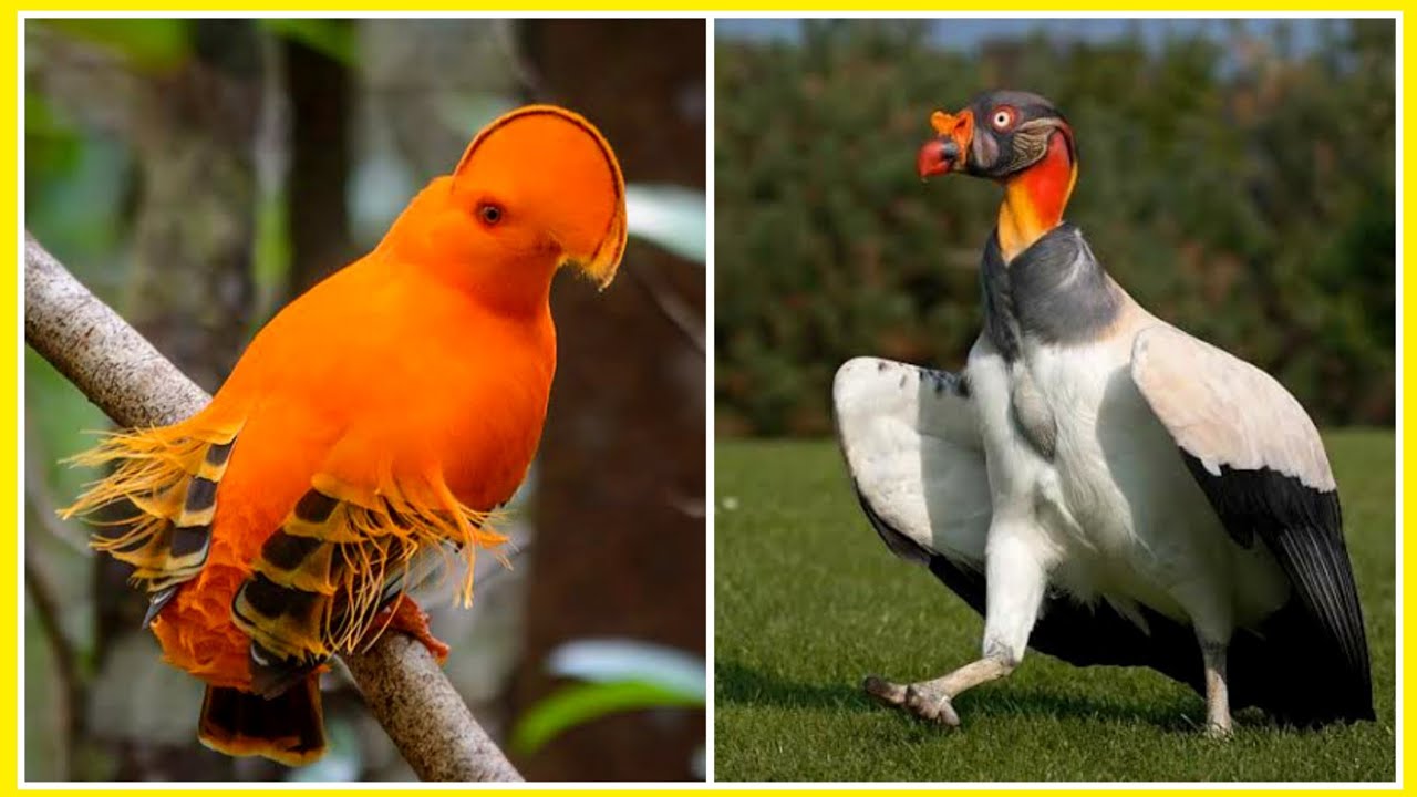 AVES INCRÍVEIS que vive no nosso Brasil