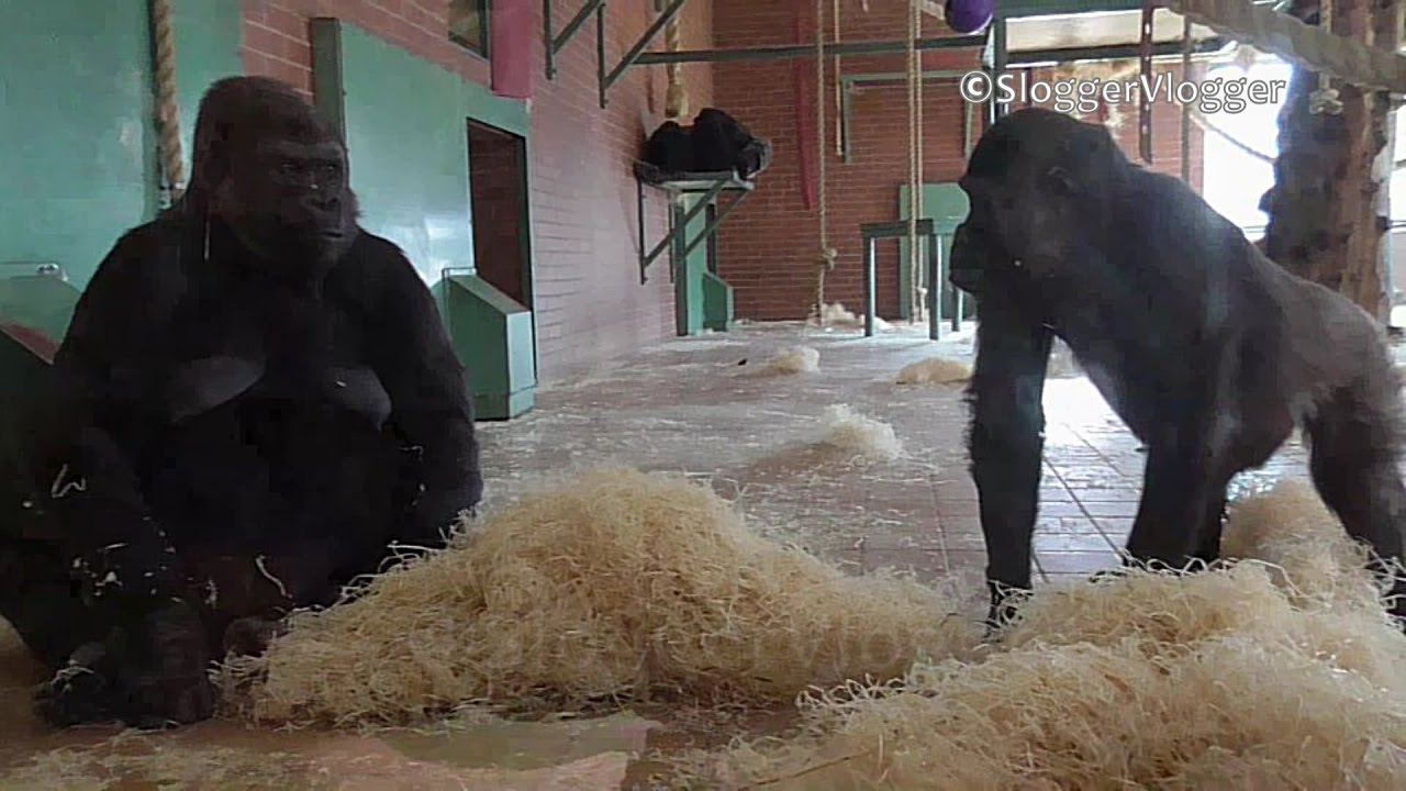 Protective Gorilla Mother Blocks Lope at Every Turn