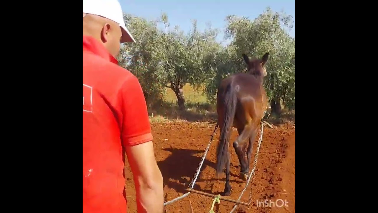 صباح الخير  عمليه زراعة البطاطس مع عمليه تجميع وطراصاج إرشدات ومعلومات موهيمة جدا .