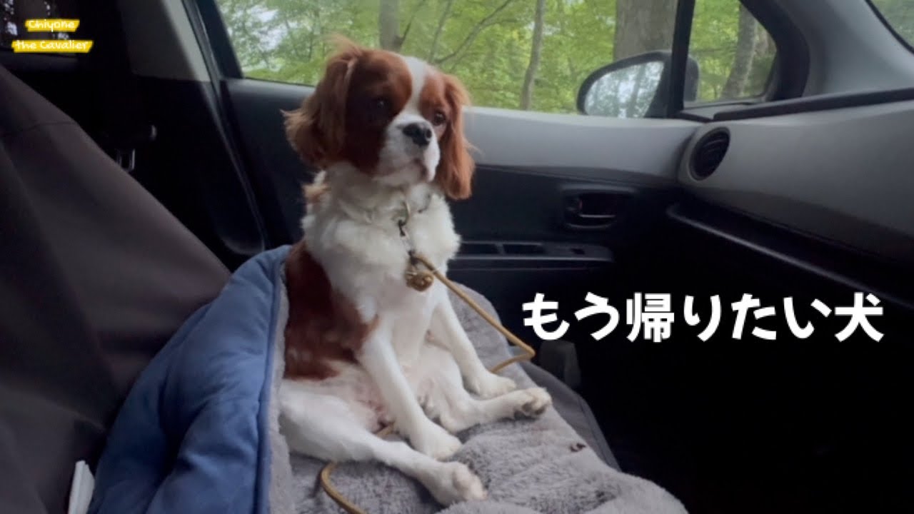 車でゆっくりしていたい最終日の朝 【春の犬連れキャンプ旅 2025】Day5_仲洞爺キャンプ場 / 犬が楽しい北海道旅行とドライブ