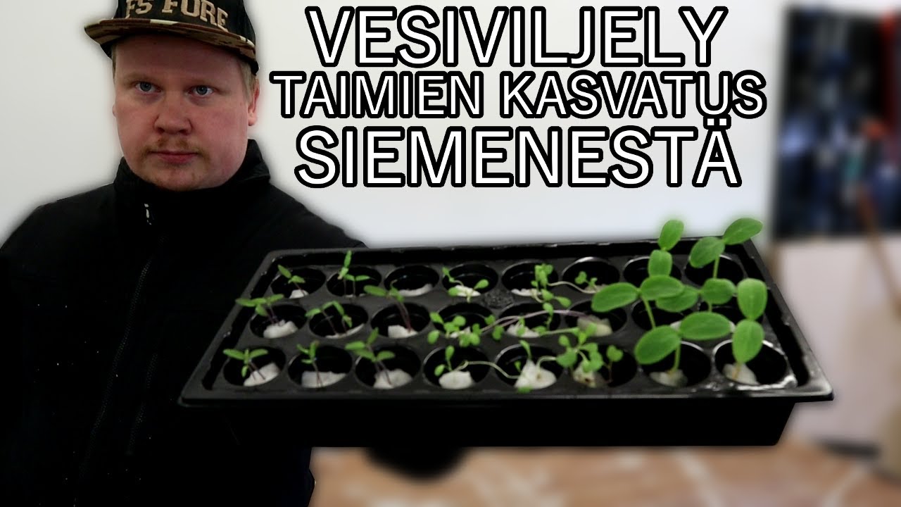 Vesiviljely Taimien Kasvatus Siemenestä