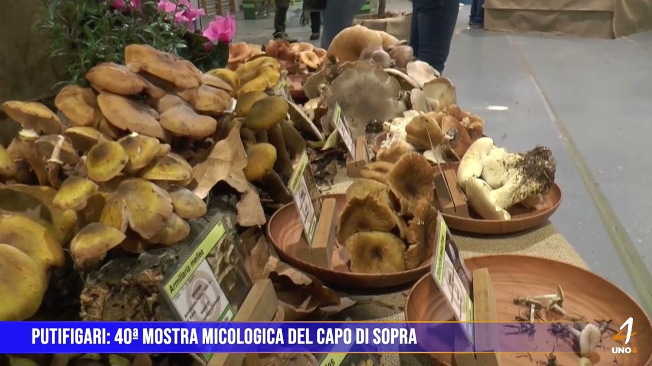 Putifigari: 40&ordf; Mostra Micologica del Capo di Sopra