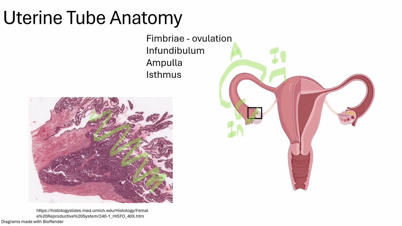 Uterine Tubes