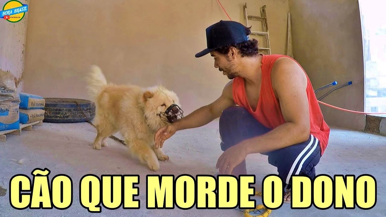 CACHORRO MORDE O DONO NEM SEMPRE É DO NADA